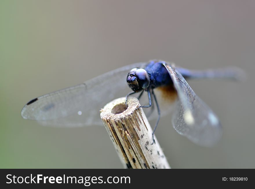 A blue dragon fly take a rest on a stick. A blue dragon fly take a rest on a stick