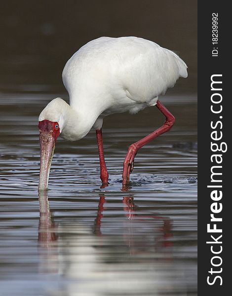 African spoonbill photographed in South Africa