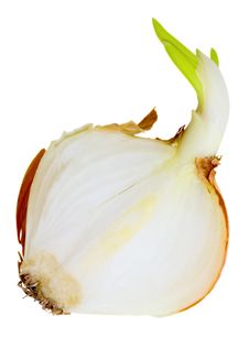 Onion Spring Half Royalty Free Stock Image Onion Spring Half Royalty Free Stock Image