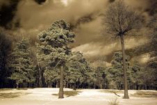 Winter Forest Stock Images Winter Forest Stock Images