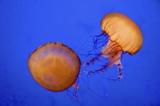 Sea Nettle Royalty Free Stock Photography Sea Nettle Royalty Free Stock Photography