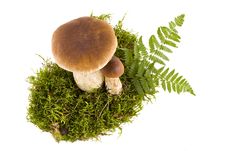 Two Boletus Mushrooms Royalty Free Stock Photography Two Boletus Mushrooms Royalty Free Stock Photography