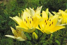 Yellow Lilies Royalty Free Stock Photo