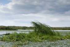 Danube Delta Landscape Royalty Free Stock Photography Danube Delta Landscape Royalty Free Stock Photography