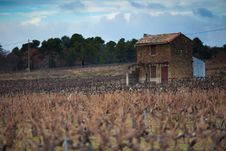 French House In Vineyard, In Provence South France Stock Images French House In Vineyard, In Provence South France Stock Images