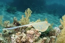 Sting Ray Stock Photo Sting Ray Stock Photo