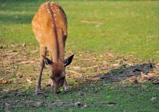 Sika Deer Nara Royalty Free Stock Photography Sika Deer Nara Royalty Free Stock Photography