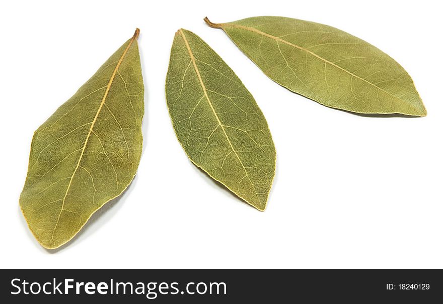 Bay Leaves isolated on a white background.