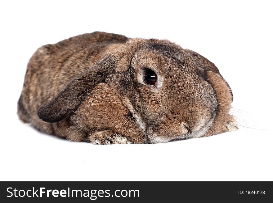 Rabbit Isolated On A White