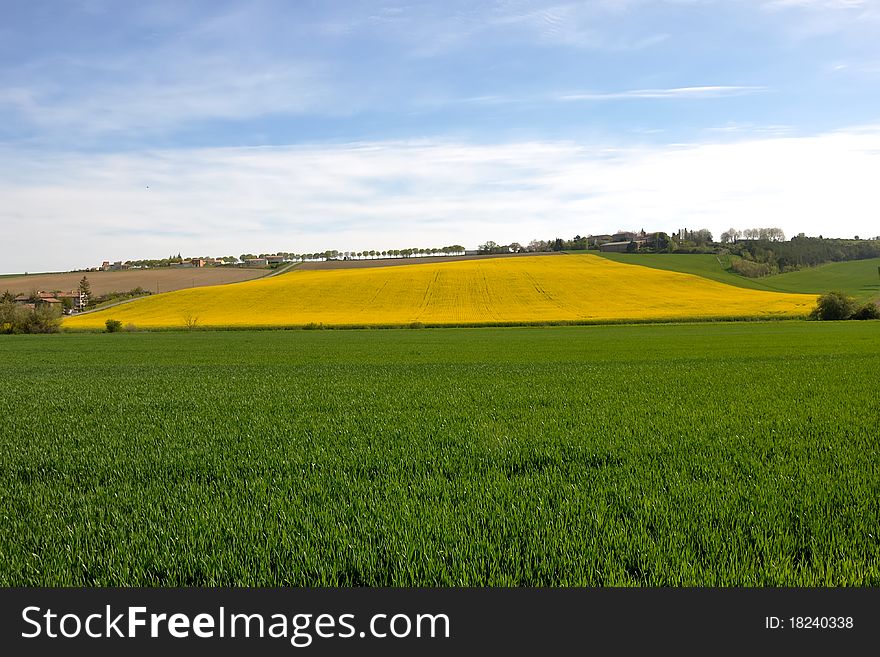 Contrast of colours between two cultivated fields