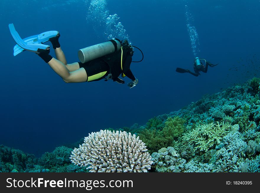 Scuba divers and coral in the blue ocean