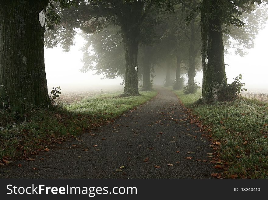 Alley in the mist in autumn