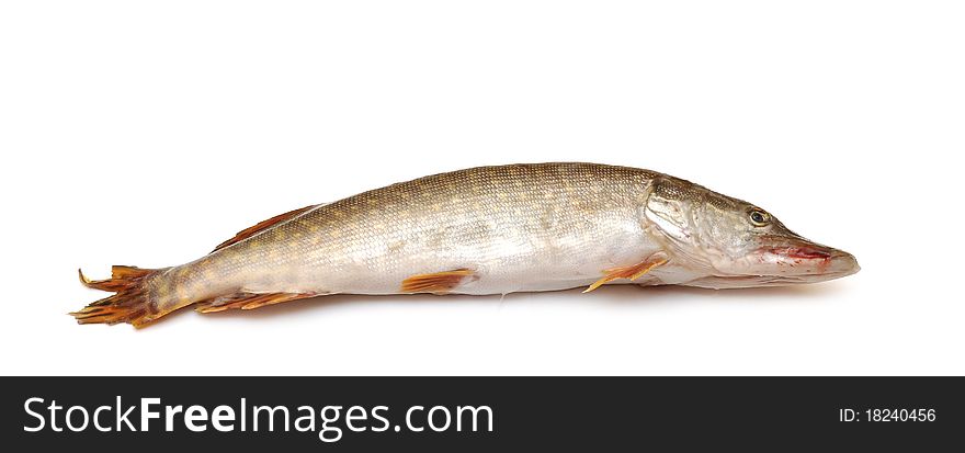 Fresh pike fish