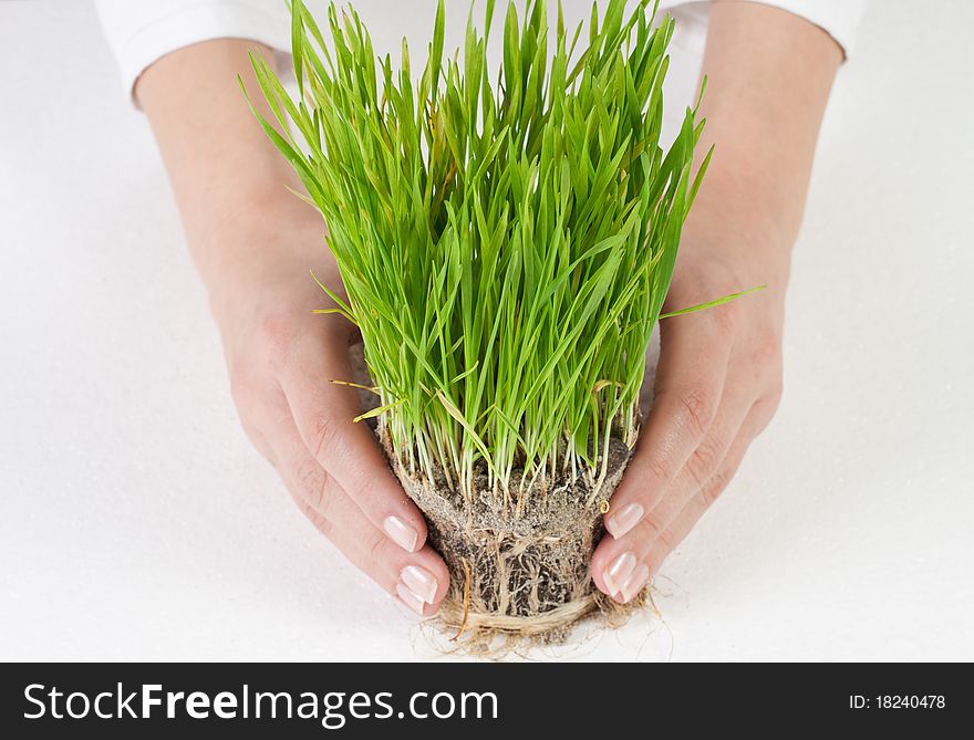 Woman hands supporting smal plant. Woman hands supporting smal plant.