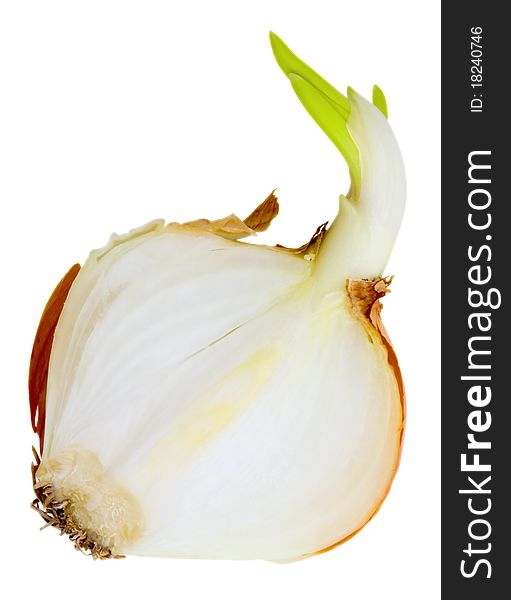 Onions cut in half. Half of onion sprouting isolated on white background. Clipping path. Onions cut in half. Half of onion sprouting isolated on white background. Clipping path.