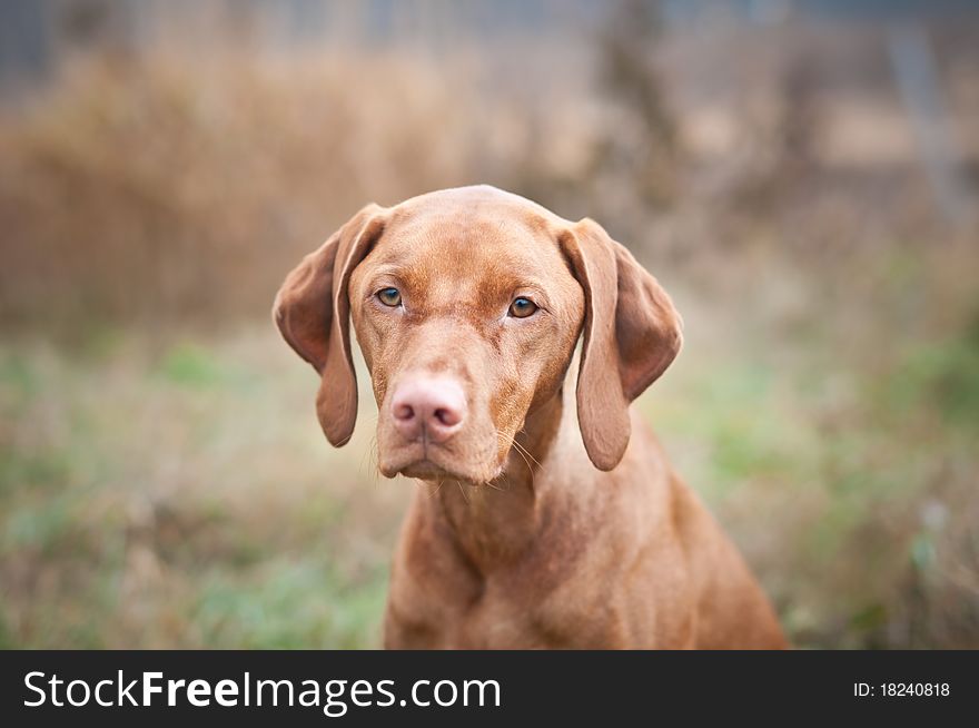 A female Hungarian Vizsla dog stares past the photographer while standing in a field in autumn. A female Hungarian Vizsla dog stares past the photographer while standing in a field in autumn.