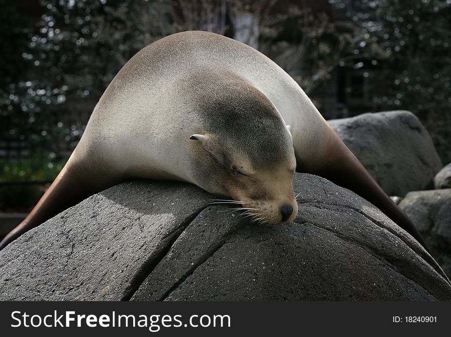 Sea lion resting on a rock