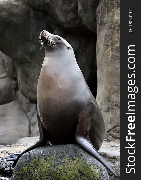 Proud sea lion on a rock