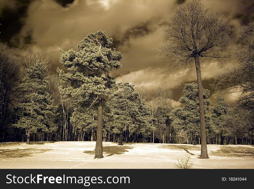 Winter forest with big pine