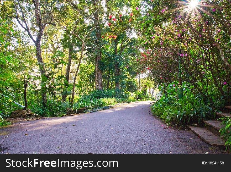 Walk way in the jungle with sunbeam. Walk way in the jungle with sunbeam