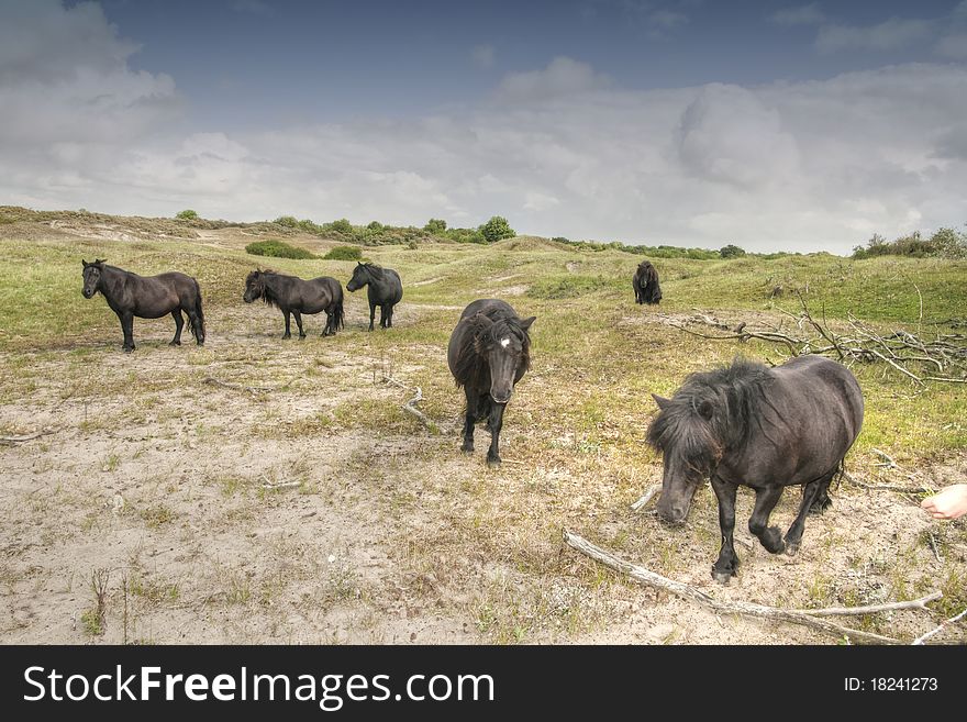 8 wild horses near the sea in summertime. 8 wild horses near the sea in summertime