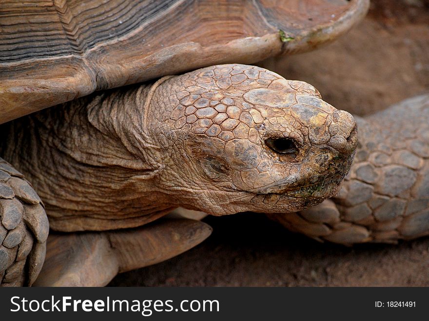 Tortoise Closeup