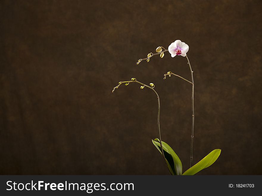 Blooming orchid over painted backdrop