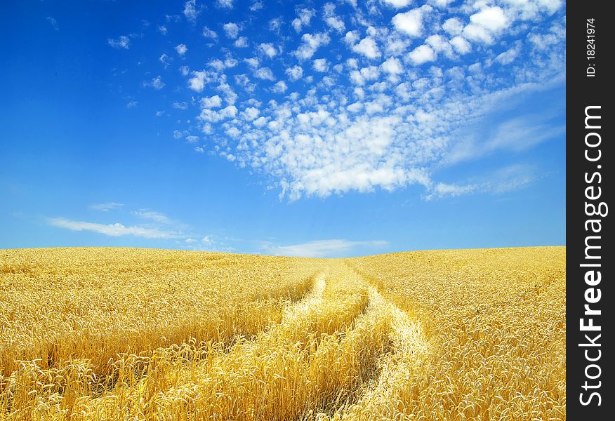 A field of golden wheat and blue sky