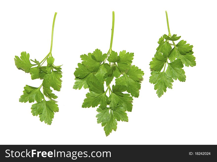 Fresh herbs parsley isolated on white