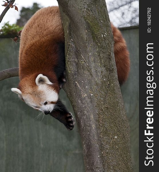 A red panda at chester zoo