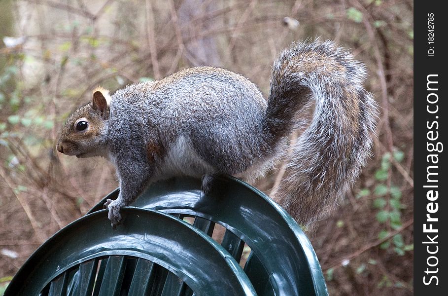 An english grey squirrel venturing into a back garden