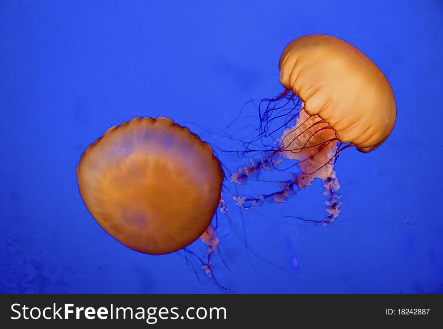 A stinging nettle in an aquarium, British Columbia. A stinging nettle in an aquarium, British Columbia