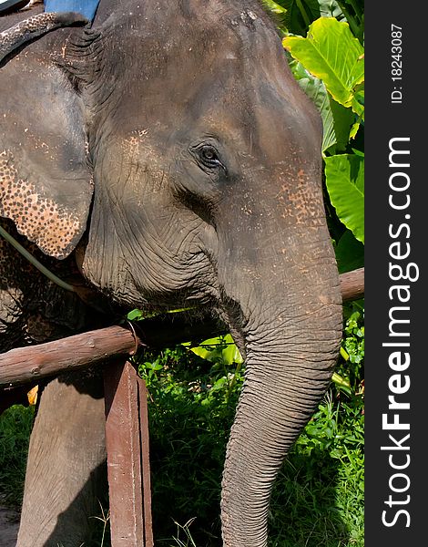 Elefant (thailand-phuket)