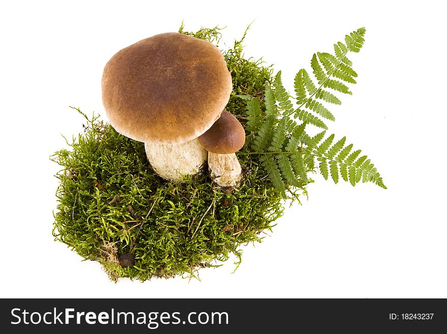 Two fresh porcini mushrooms in a green moss isolated, bottom view. Two fresh porcini mushrooms in a green moss isolated, bottom view