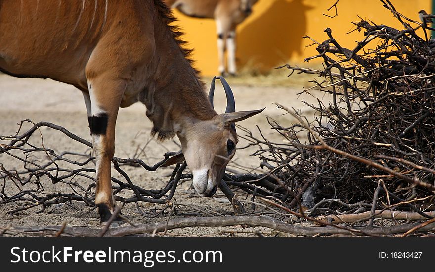 Antelope fighting with a bush in the zoo