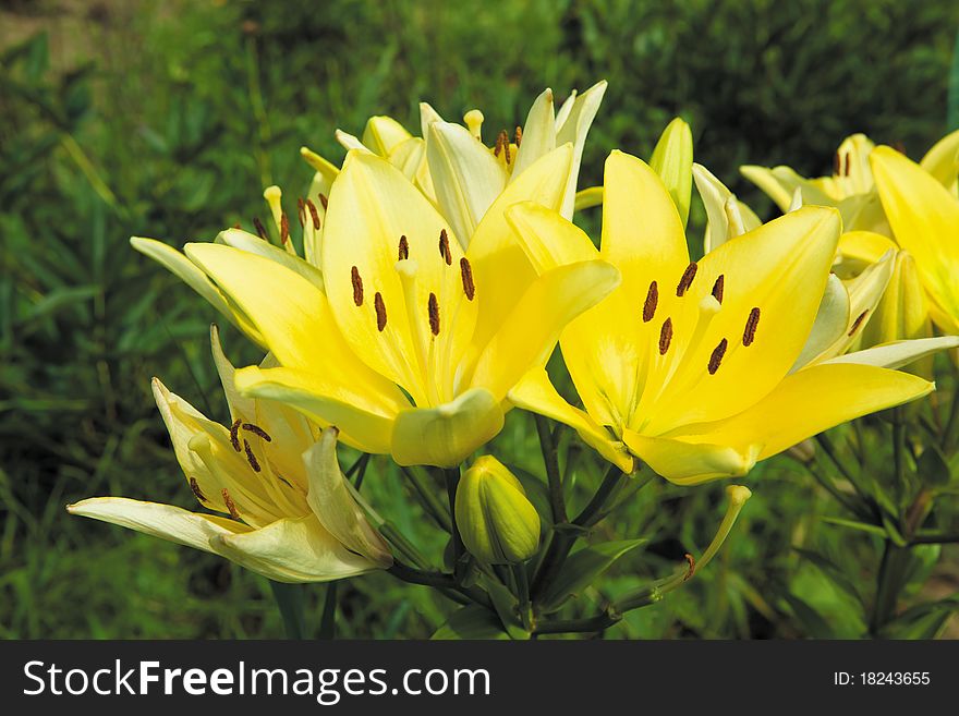 Yellow lilies in the garden