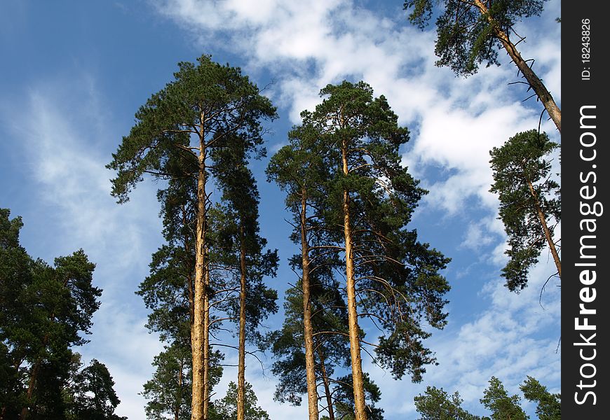 High fir trees in year wood. High fir trees in year wood
