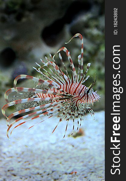 Lion Fish