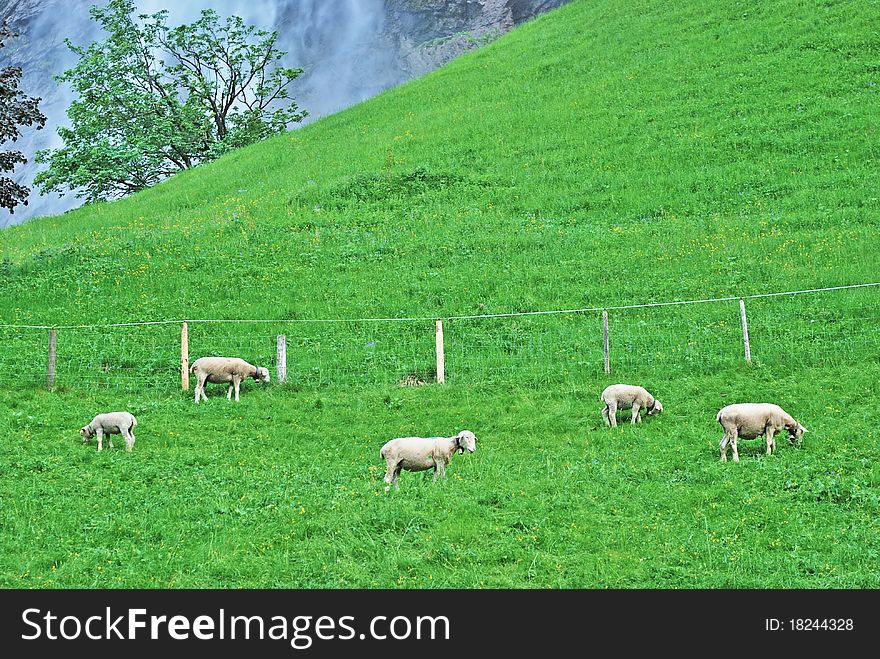Sheeps on the green field