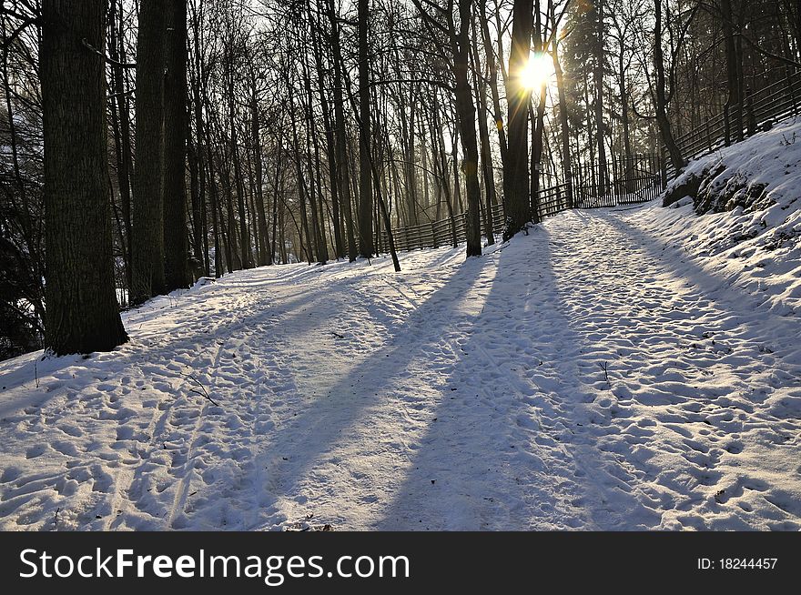 Frozen forest, with sun rays