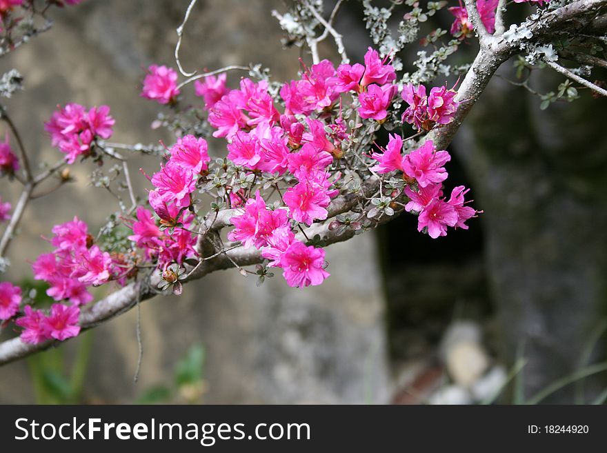 Pink cherry fowers contrasted on a dull background. Pink cherry fowers contrasted on a dull background