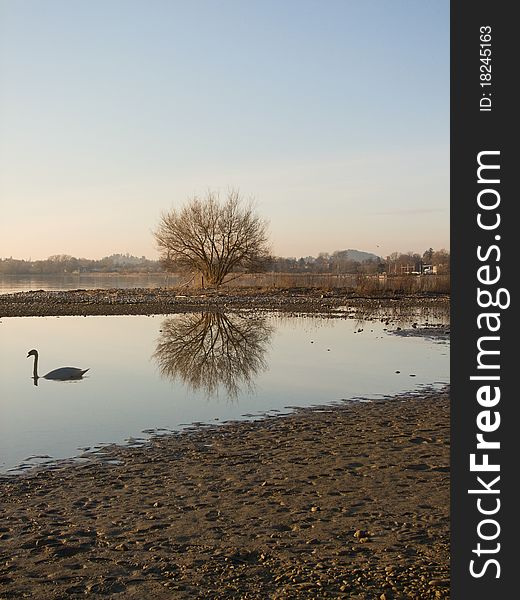 Tree In The Mirror With Mute Swan