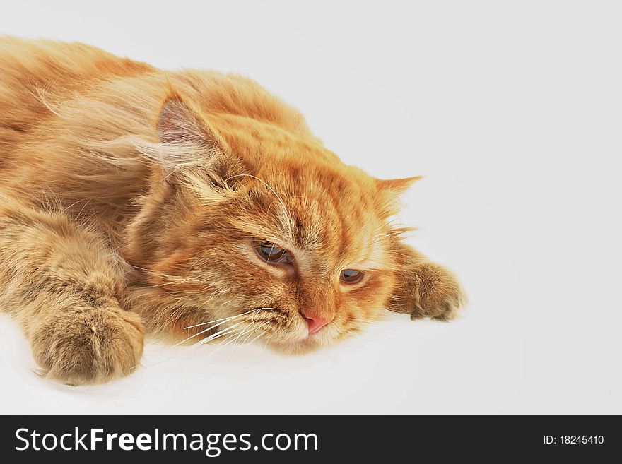 Photo red cat on white background close up