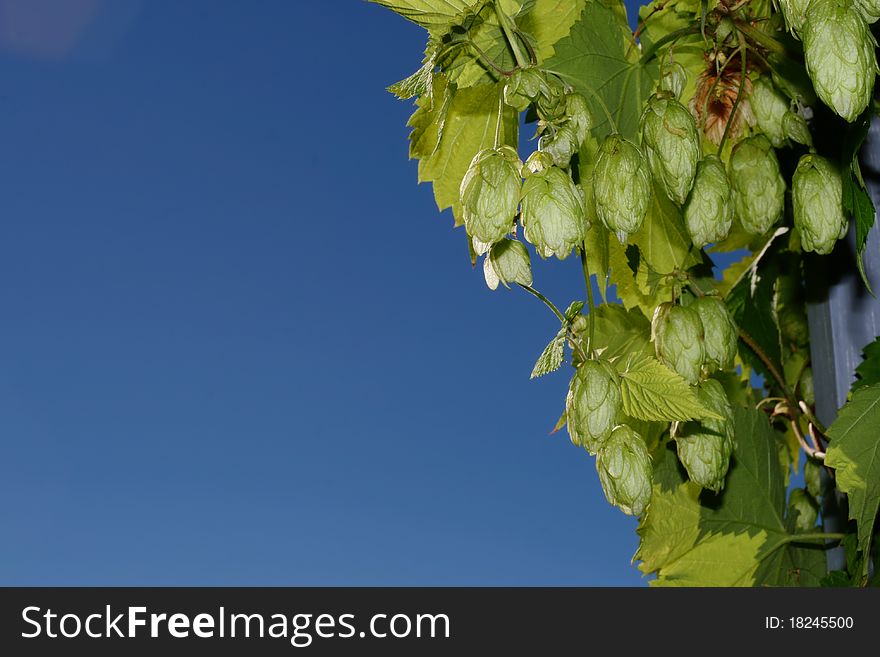 Growing green hops against a clear blue sky