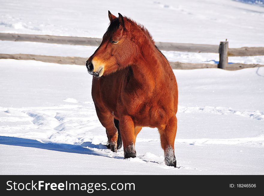 Horse in the snow at Dolomites Alps -Italy