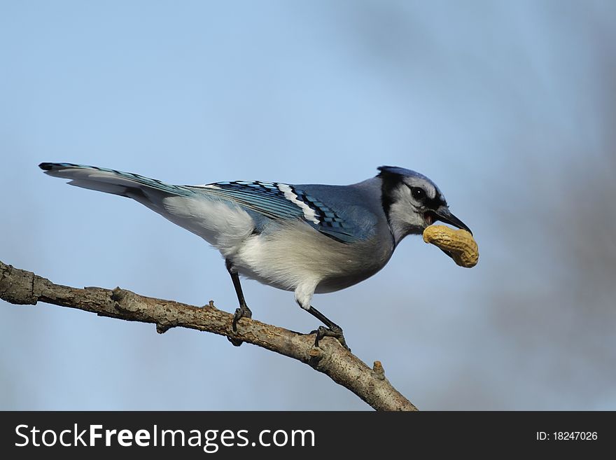 Blue Jay with peanut