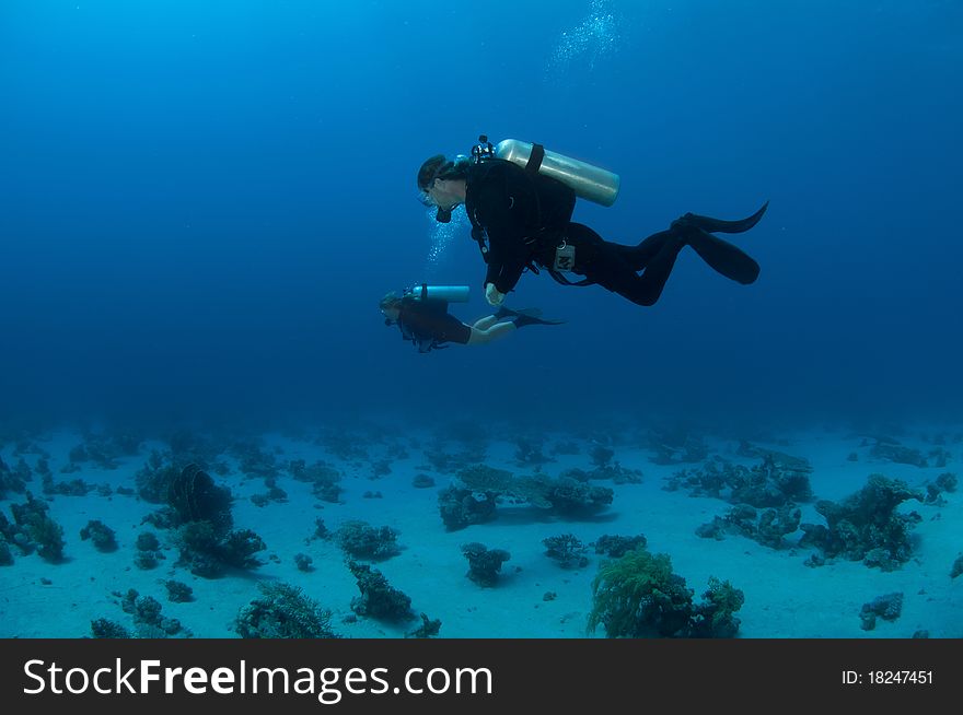 Scuba divers and coral in the blue ocean