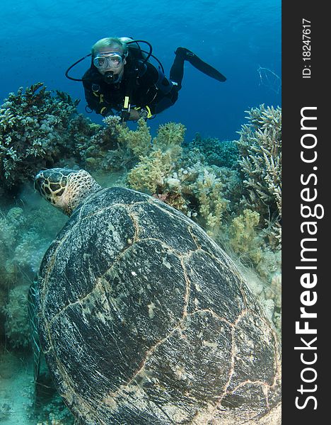 Sea Turtle with scuba diver in the ocean