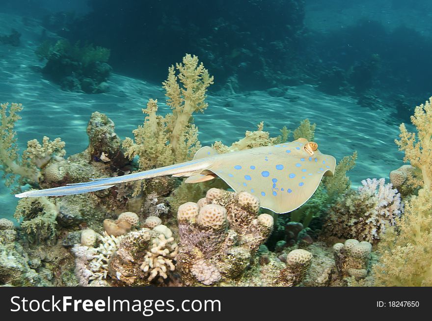Blue spotted ribbon tail ray. Blue spotted ribbon tail ray