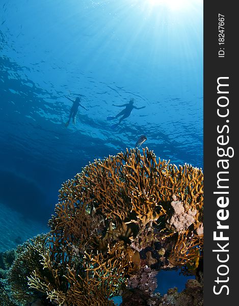 Sea coral and snorkelers on the surface. Sea coral and snorkelers on the surface